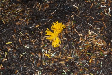 Fungus