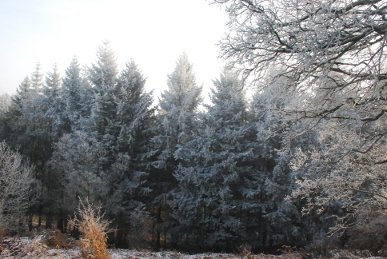 Conifers