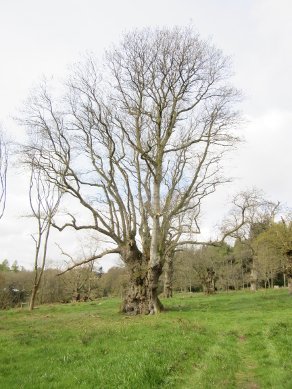 Candelabra Oak