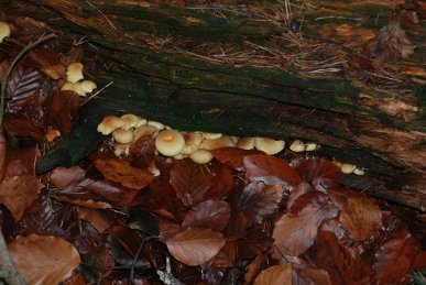 Sulphur Tuft