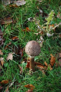 Parasol Mushroom