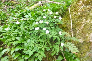 Anenomes