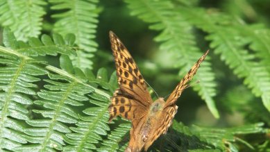 Fritillary