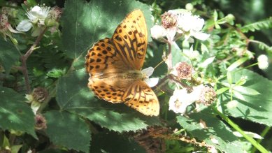 Fritillary