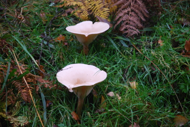 Fungi in Lyngham Vallet Fungi