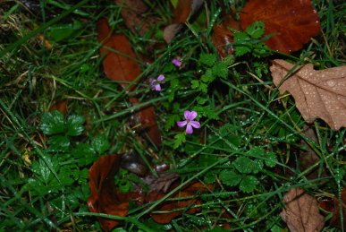 Herb Robert