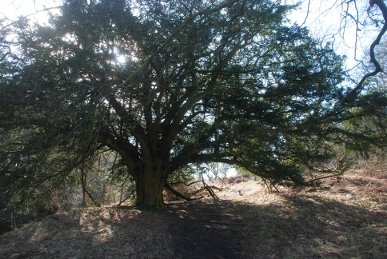 Yew
