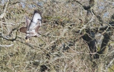 Buzzard