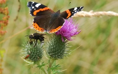 Insects