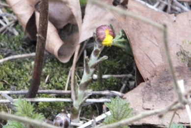 Coltsfoot