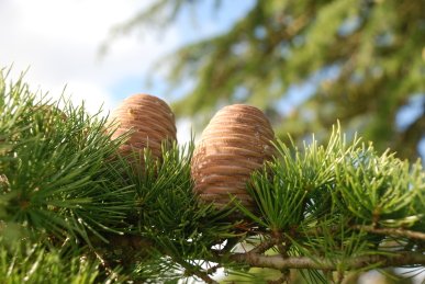 Cones