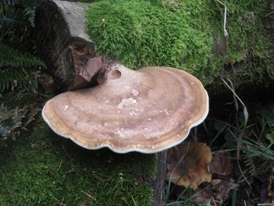 Fungi