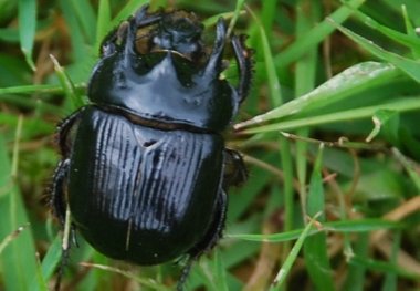 Beetle