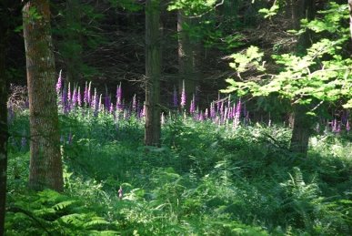 Foxgloves