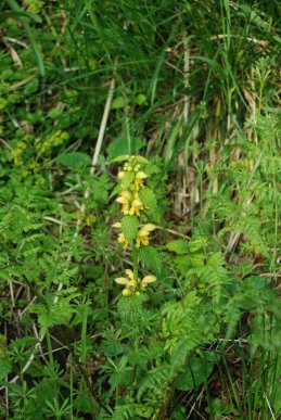 Yellow Rattle