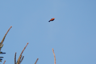 A Male Crossbill closes his wings as he flies over Crossbill