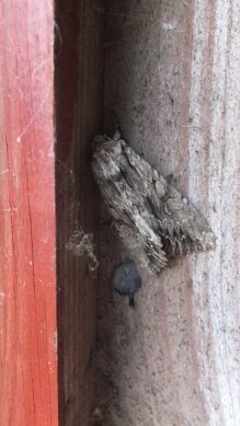 Moth