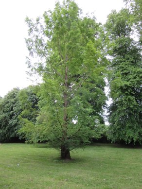Dawn Redwood