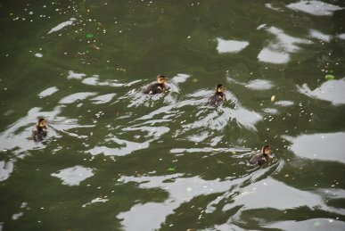 Ducklings