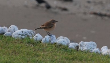 Wheatear
