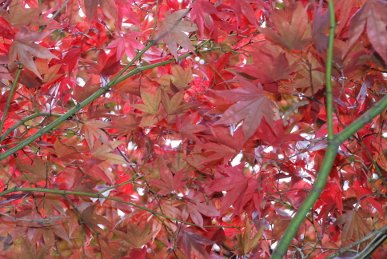 Acer