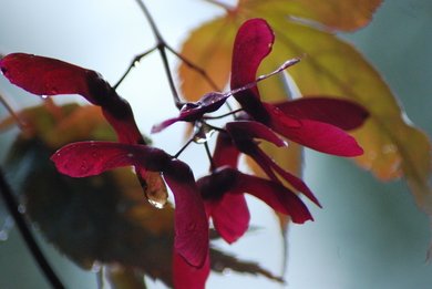 Acer