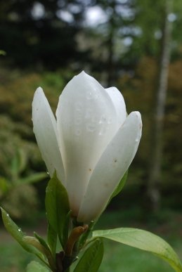 Magnolia