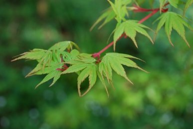 Acer