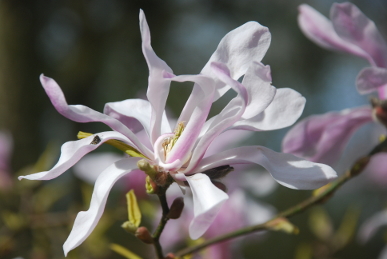 Magnolia Magnolia