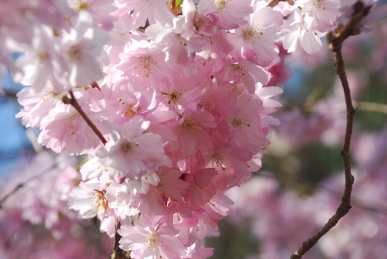 Cherry Blossom Cherry Blossom