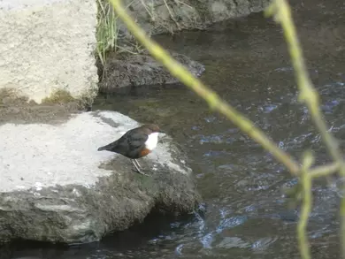Dipper