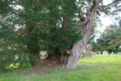 Ancient Yew