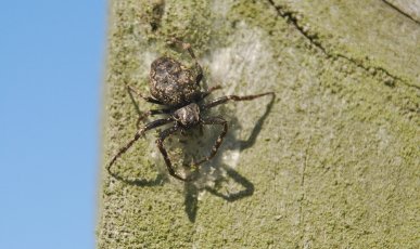 Spider