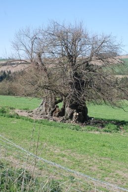 Oak