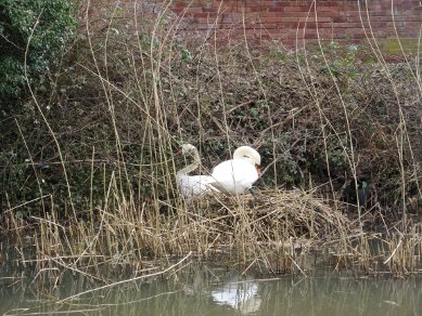 swans
