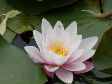 Water Lily