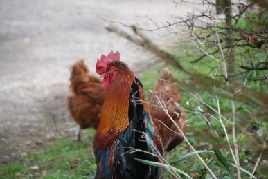 Cockerel
