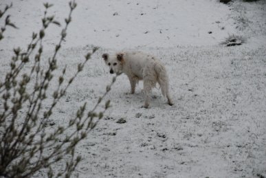 Snow