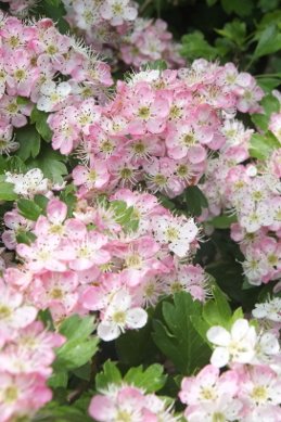 Hawthorn