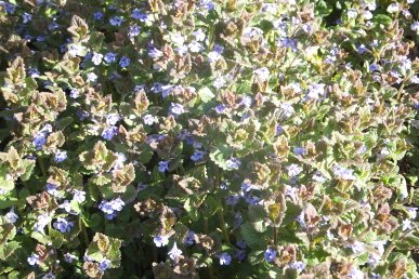 Ground Ivy