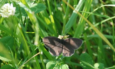 Ringlet