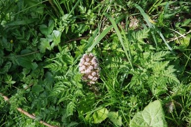 Butterbur