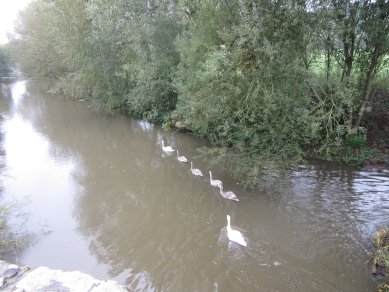Swans