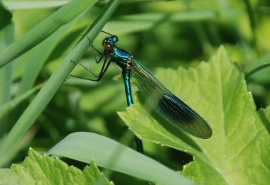 Banded Agrion