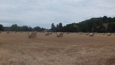 Harvest