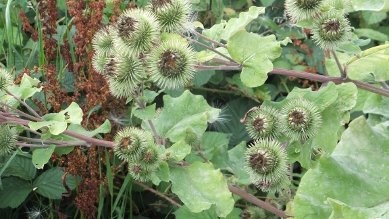 Burdock