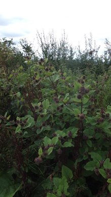 Burdock