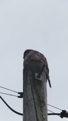 Buzzard