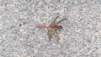 Darter