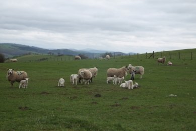 Sheep